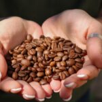 Kicking Horse Coffee: Bold Beans for Coffee Lovers